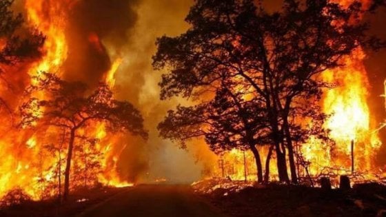 INCENDI: UN DISASTRO ANNUNCIATO