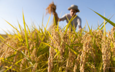 COMO: NO ALLA REINTRODUZIONE DEI VOUCHER IN AGRICOLTURA